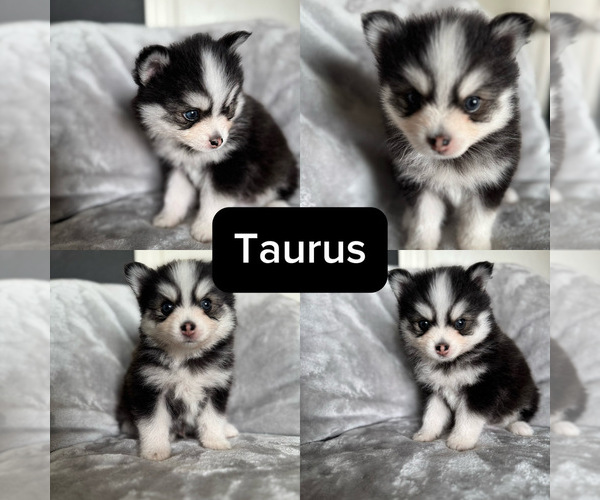 Medium Photo #2 Pomsky Puppy For Sale in HOMELAND, CA, USA