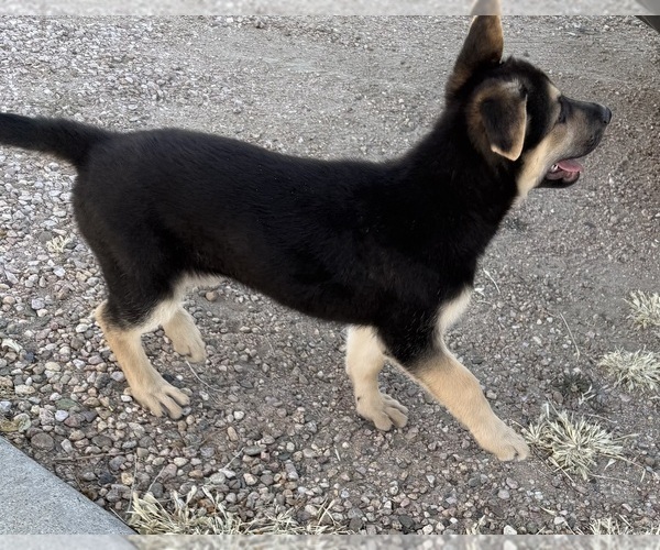 Medium Photo #4 German Shepherd Dog Puppy For Sale in BRIGHTON, CO, USA
