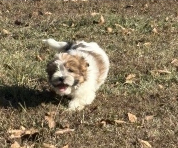 Medium Photo #10 Shorkie Tzu-Yorkshire Terrier Mix Puppy For Sale in CENTRALIA, IL, USA