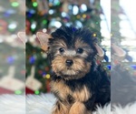 Small Photo #11 Yorkshire Terrier Puppy For Sale in ELMHURST, IL, USA