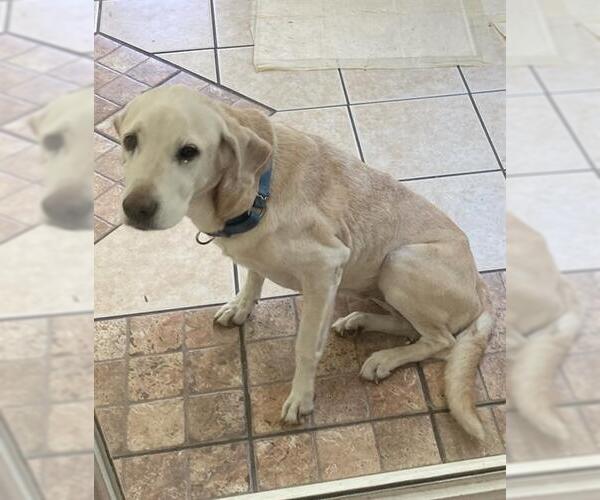 Medium Photo #1 Labrador Retriever Puppy For Sale in Ocala, FL, USA