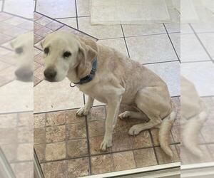 Labrador Retriever Dogs for adoption in Ocala, FL, USA