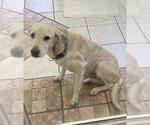 Small Labrador Retriever