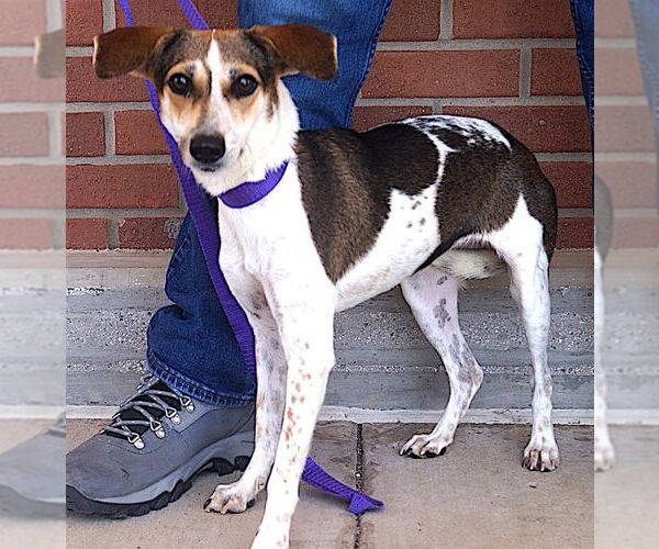 Medium Photo #5 Beagle-Unknown Mix Puppy For Sale in Carrollton, TX, USA