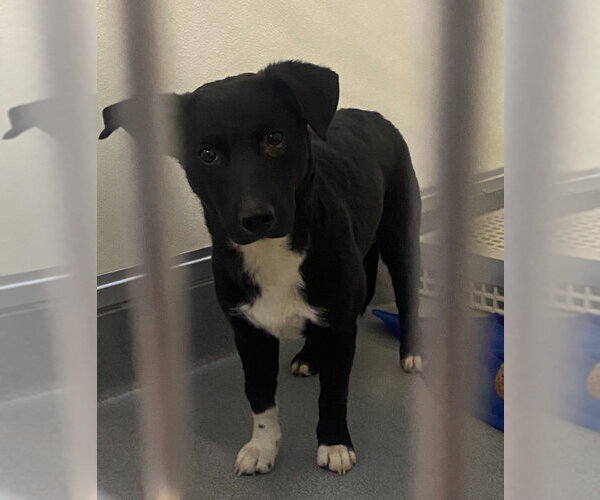 Medium Photo #3 Mutt Puppy For Sale in Bryant, AR, USA