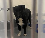 Small #2 Mutt