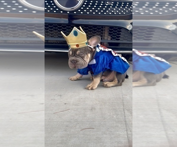 Medium Photo #26 French Bulldog Puppy For Sale in TALLAHASSEE, FL, USA