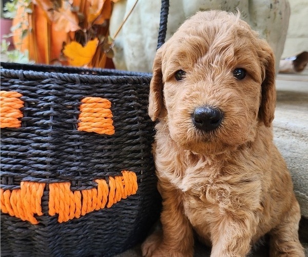 Medium Photo #1 Doodle-Goldendoodle Mix Puppy For Sale in WACO, TX, USA