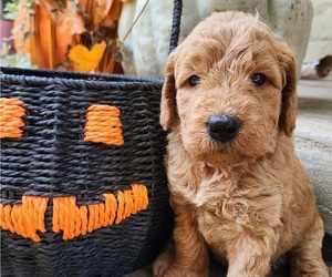 Doodle-Goldendoodle Mix Puppy for sale in WACO, TX, USA