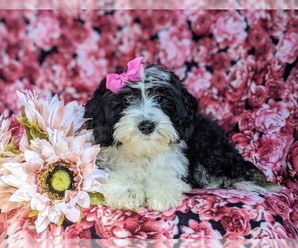 Medium Photo #10 Miniature Bernedoodle Puppy For Sale in GLEN ROCK, PA, USA