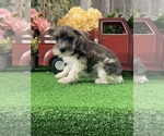 Small #2 Schnauzer (Miniature)