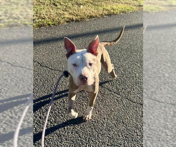 Medium Photo #1 Mutt Puppy For Sale in Forestville, MD, USA