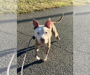 Mutt Dogs for adoption in Forestville, MD, USA