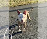 *MAYO - Female Mutt Dog for Adoption - Small photo