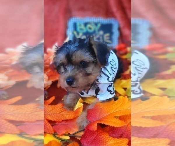 Medium Photo #29 Yorkshire Terrier Puppy For Sale in AKRON, OH, USA