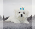 Small #1 Maltese