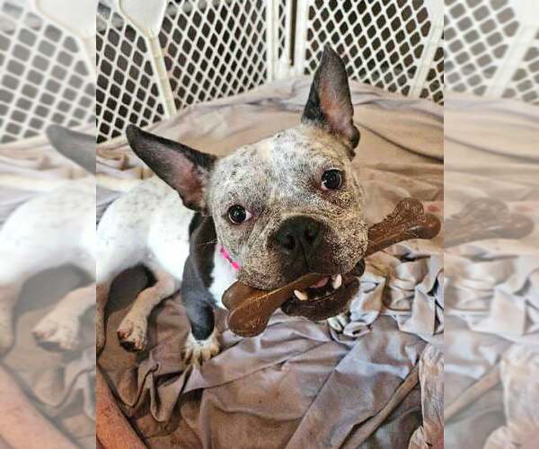 Medium Photo #5 Bulldog-Unknown Mix Puppy For Sale in Kennesaw, GA, USA