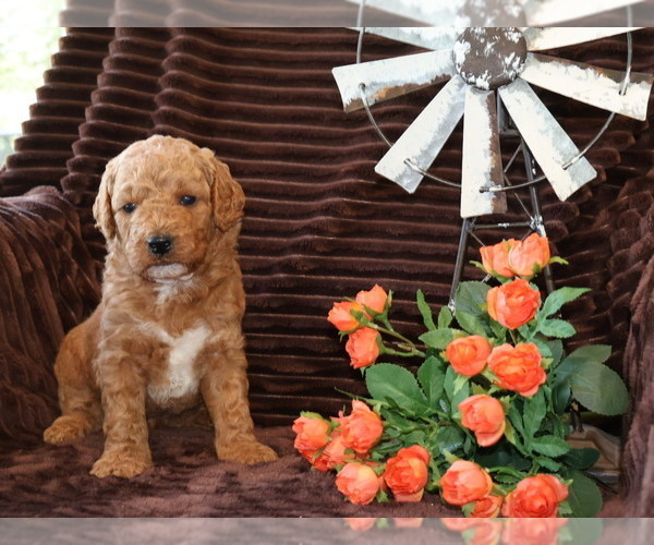 Medium Photo #3 Goldendoodle (Miniature) Puppy For Sale in GIRARD, KS, USA