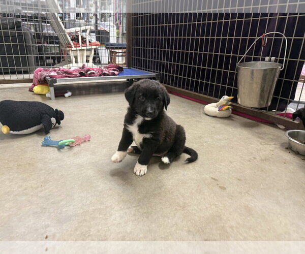 Medium Photo #3 Border Collie-Unknown Mix Puppy For Sale in Cave Creek, AZ, USA