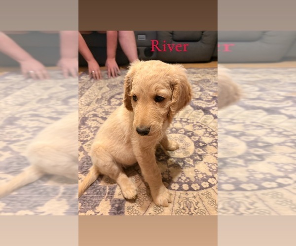 Medium Photo #12 Goldendoodle Puppy For Sale in DENVER, NC, USA