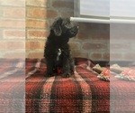 Small #64 Labradoodle