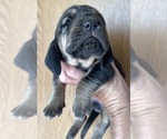Small #3 Bloodhound