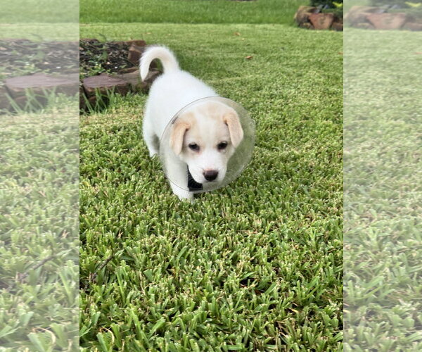 Medium Photo #2 Great Pyrenees-Unknown Mix Puppy For Sale in The Woodlands, TX, USA