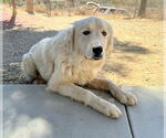 Small #2 Golden Pyrenees