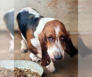 Basset Hound Dogs for adoption in Deepwater, NJ, USA