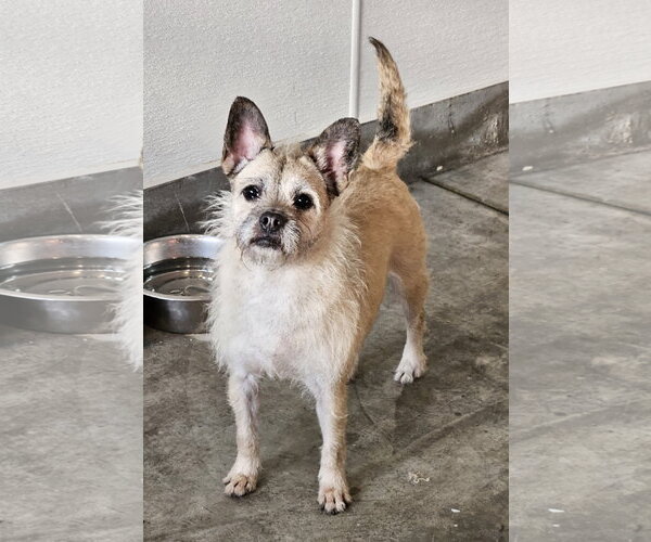 Medium Photo #3 Brussels Griffon-French Bulldog Mix Puppy For Sale in Agoura Hills, CA, USA
