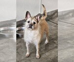 Small #2 Brussels Griffon-French Bulldog Mix