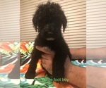 Small Photo #4 Poodle (Standard) Puppy For Sale in WALKER, LA, USA
