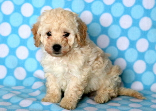 Poochon Puppy for sale in MOUNT JOY, PA, USA