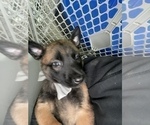 Small Photo #208 Belgian Malinois Puppy For Sale in REESEVILLE, WI, USA