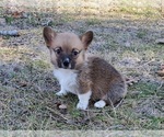 Small #5 Pembroke Welsh Corgi