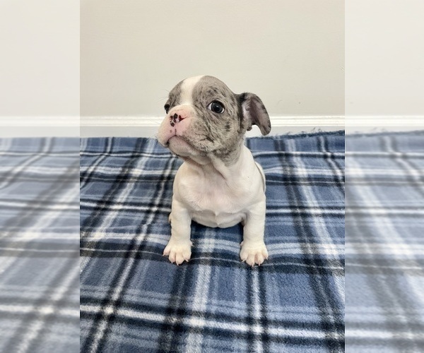 Medium Photo #1 French Bulldog Puppy For Sale in CHARLESTON, SC, USA