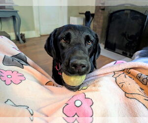 Labrador Retriever Dogs for adoption in Clovis, CA, USA
