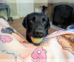 Small Labrador Retriever