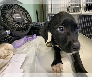 American Staffordshire Terrier-Unknown Mix Dogs for adoption in Grand Prairie, TX, USA