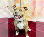 Small #2 American Pit Bull Terrier