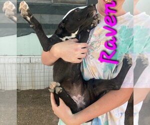 American Pit Bull Terrier-Labrador Retriever Mix Dogs for adoption in Willcox, AZ, USA