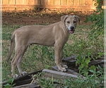Small #4 Black Mouth Cur