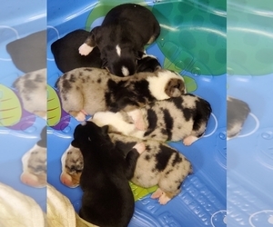 Australian Shepherd-Pembroke Welsh Corgi Mix Puppy for sale in WILLS POINT, TX, USA