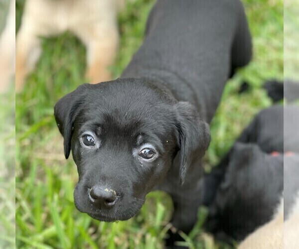 Medium Photo #6 Labrador Retriever Puppy For Sale in MAGNOLIA, TX, USA