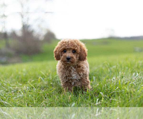 Medium Photo #7 Goldendoodle (Miniature) Puppy For Sale in WARSAW, IN, USA