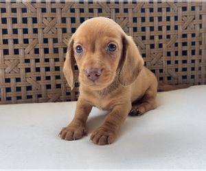 Dachshund Puppy for sale in HILLSBORO, KY, USA