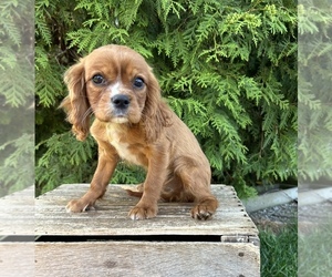 Cavalier King Charles Spaniel Puppy for sale in MIDDLEBURY, IN, USA