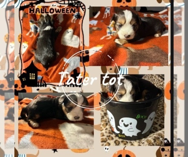 Medium Photo #4 Yorkshire Terrier Puppy For Sale in SCHERTZ, TX, USA