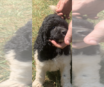 Small Photo #10 Poodle (Standard) Puppy For Sale in VENETA, OR, USA