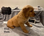 Small Photo #6 Golden Retriever Puppy For Sale in MOLINE, IL, USA